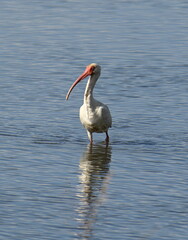 White Ibis looking for food