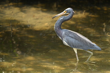 Tri-colored Heron posing in water