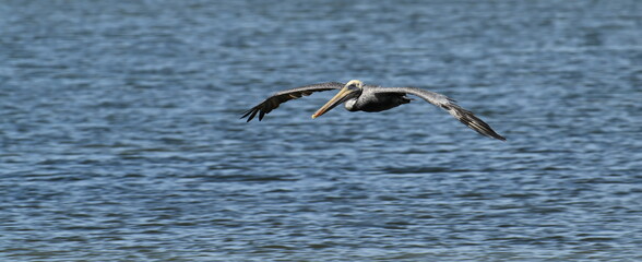 Brown Pelican soaring above water