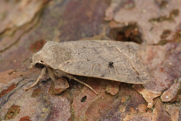 Closeup on a red-line Quaker owlet moth, Agrochola lota sitting on wood