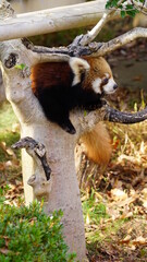 レッサーパンダ