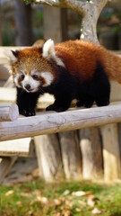 レッサーパンダ