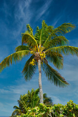 Obraz premium Cocos palm with cocos nuts in Playa del Carmen, Mexico