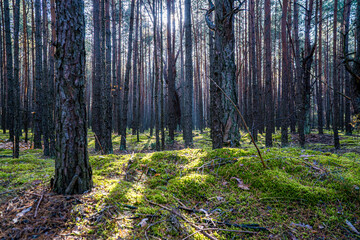 las iglasty jesienią na Śląsku w Polsce z kępami mchu © Franciszek