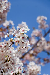 cherry tree blossom