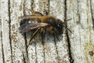 A female Large Sallow Mining Bee, Andrena apicata... specializing on collecting pollen of Willow, Salix, only.