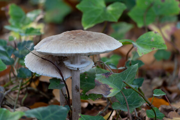 Mushrooms among leaves in autumm