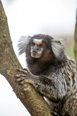 White eared monkey on the branch of a tree