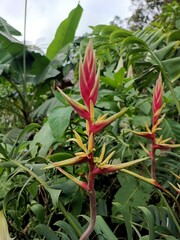 exotic red flowers in the garden