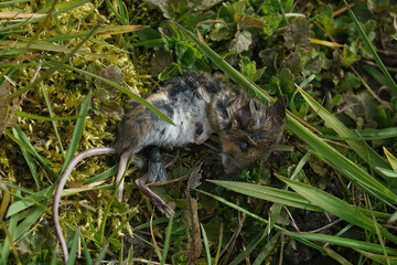 Naklejka na ściany i meble Closeup on a dead mouse, Apodemus sylvaticus, with egg-laying flies