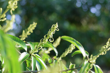 mango tree with mango flower blooming