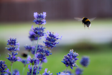 bee on lavender