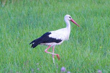 stork in the grass