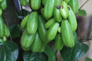 Averrhoa bilimbi on a tree. In Indonesia, Averrhoa bilimbi called as belimbing wuluh, it taste sour. It used as food spices for any kind of traditional cuisine.