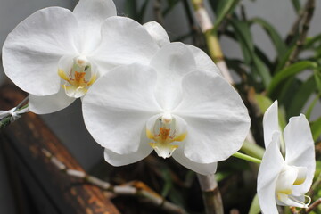 Phalaenopsis or The Moon Orchid is one of Indonesia's national flowers.  This orchid plant is widespread from Malaysia, Indonesia, and  Philippines.