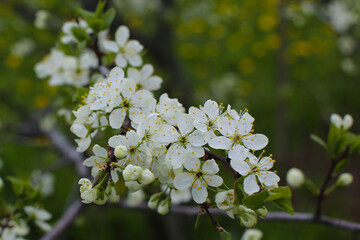 Bokeh flower Background. Cherry flowers on a branch. Spring background