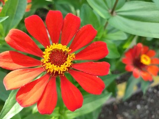 Zinnia peruviana usually develops and grows well in the tropics. It can grow even if only spread on the ground. Apart from its beautiful shape and color, this flower also has many health benefits.