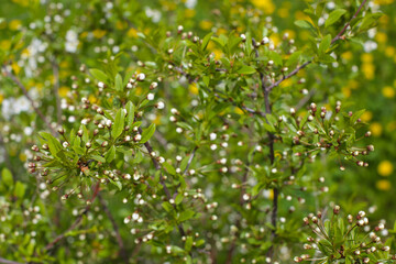 Fototapeta na wymiar Bokeh flower Background. Cherry flowers on a branch. Spring background