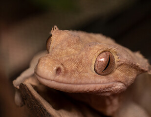 close up of lizard crested gecko