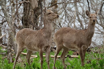 Wild Yezo deers, ezojika in Hokkaido