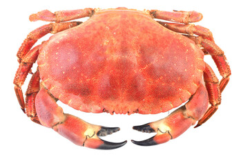 Crab isolated