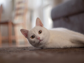 portrait of a cat