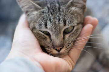 portrait of a cat in hands.