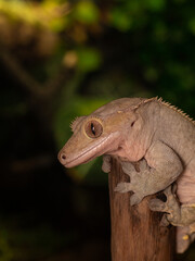 close up of lizard crested gecko