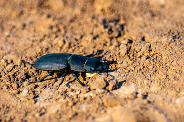 Deer beetle runs on clay soil in summer on bright sunny day.