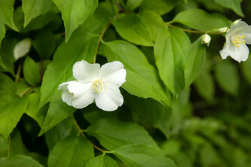 Obraz na płótnie Canvas Close up of jasmine white flowers in a garden