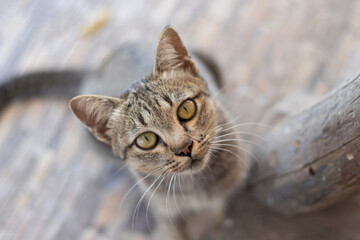 Portrait of tabby cat sitting down and looking at camera. top view with a blurry background.