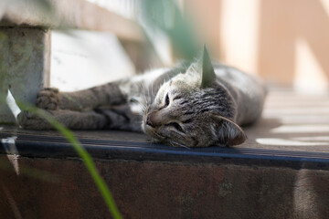 A cute tabby cat lying in front of the house in natural sunlight in with a blurred background. 