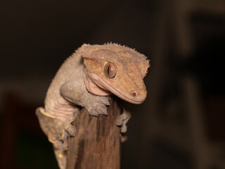 close up of lizard crested gecko