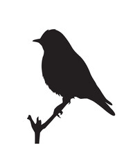 Cute bird perching on the branch. Exotic nature. Bird silhouette.