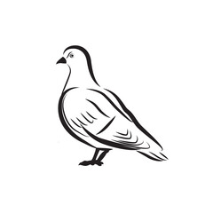 Pigeon bird vector isolated on white background. Pigeon or dove icon.