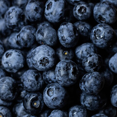 blueberries close-up with water drops
