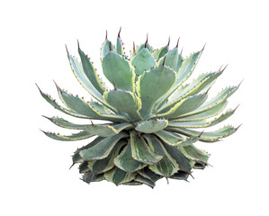 Agave plant isolated on white background.This has clipping path
