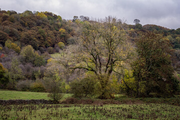 Beautiful trees in the Hope valley in autumn, Peak District, England