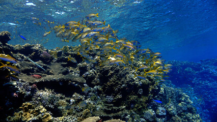 Underwater photo of a school of fish at a coral reef