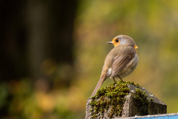 Beautiful European robin sitting on a pole in a park in autumn