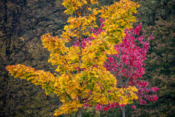 Fototapeta na wymiar Colorful maple trees in a park in Ljubljana