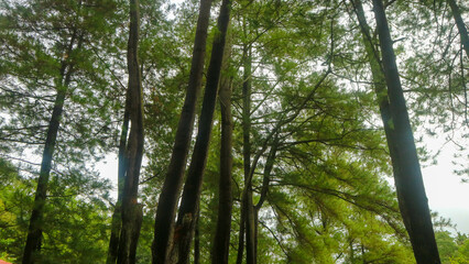 Fototapeta premium the beautiful pine tree seen from below