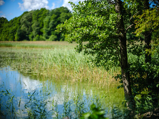 Fototapeta premium beautiful countryside lake in summer with reflections