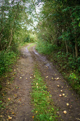 Obraz premium country gravel road in perspective