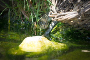 Fototapete bei efototapeten.de bestellen   