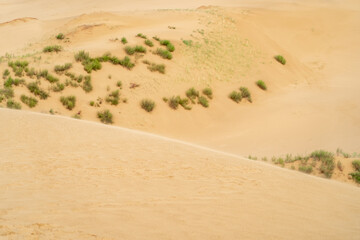 Fototapeta na wymiar Close up desert sand dunes with rare bushes and wind