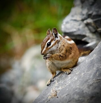 Closeup shot of a cute chipmunk kitting on a rocj