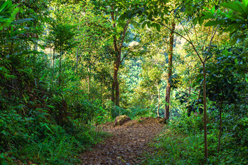 Natural background, high angle from the high mountains that can see the scenery around, the wind blows through the cool, blurred of traveling, the integrity of the moist forest.