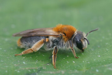 Closeup on a colorful female Orange tailed mining bee, Andrena haemorrhoa on a green leaf