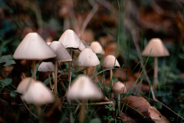 Pilze zwischen Wiese und Gras